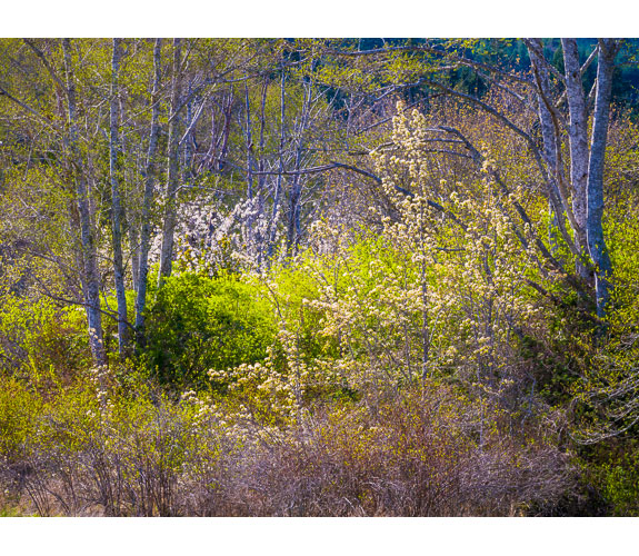 "Early Spring, Duckabush" by Keith Lazelle